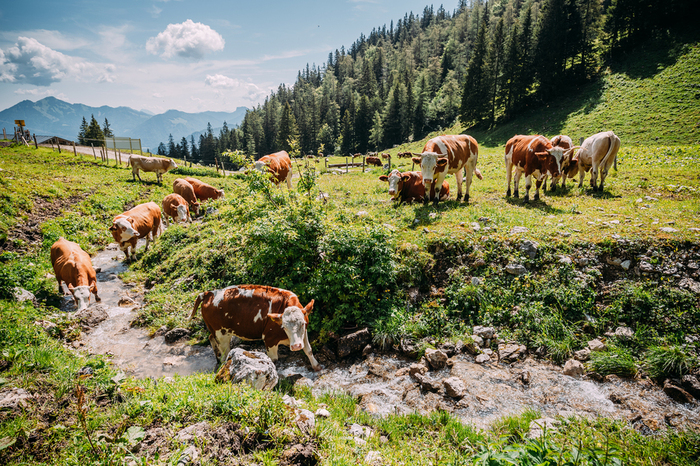 Kühe auf einer Alm in Bayern